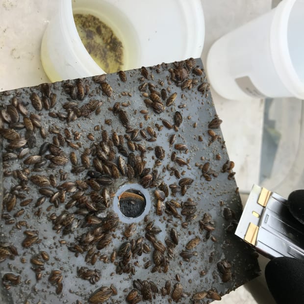 Zebra mussels